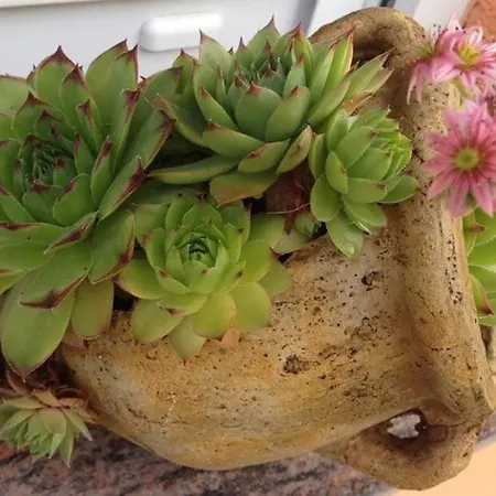 Apartment 3796-1 Zaton (Zadar)