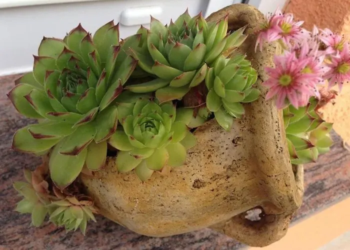 Appartement 3796-1 Zaton (Zadar)